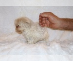 Small #11 ShihPoo