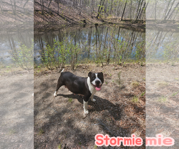 Medium Photo #1 American Staffordshire Terrier-Unknown Mix Puppy For Sale in Holly Springs, NC, USA
