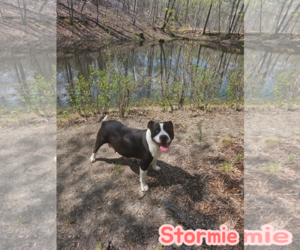 American Staffordshire Terrier-Unknown Mix Dogs for adoption in Holly Springs, NC, USA
