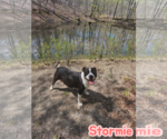 Small American Staffordshire Terrier Mix