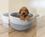 Puppy 4 Goldendoodle (Miniature)