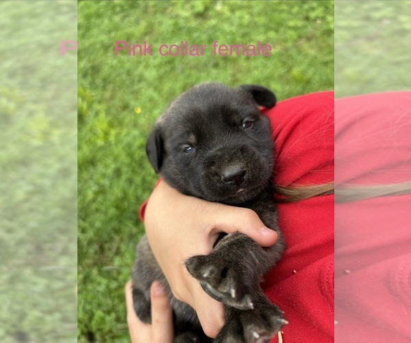 Medium Photo #2 Mastiff Puppy For Sale in COEBURN, VA, USA