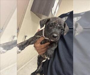 Mutt Dogs for adoption in Conroe, TX, USA