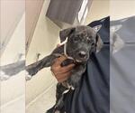 FINE - Male Mutt Dog for Adoption - Small photo