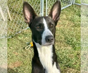 Basenji-Unknown Mix Dogs for adoption in Bristol, CT, USA