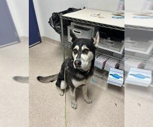 Alaskan Malamute Dogs for adoption in Bakersfield, CA, USA