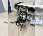 Small Alaskan Malamute
