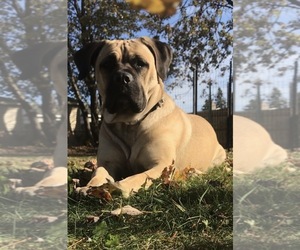 Mother of the Cane Corso-Labrador Retriever Mix puppies born on 03/13/2026