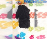 Small #14 Yorkipoo