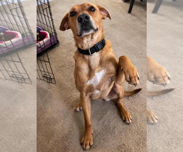 Medium Photo #4 Black Mouth Cur-Boxer Mix Puppy For Sale in Rockwall, TX, USA