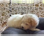 Small Photo #4 Maltipoo Puppy For Sale in HIGH POINT, NC, USA