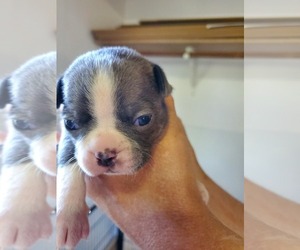 Boston Terrier Puppy for sale in CYRUS, MN, USA