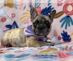 French Bulldog Puppy for sale in LANCASTER, PA, USA