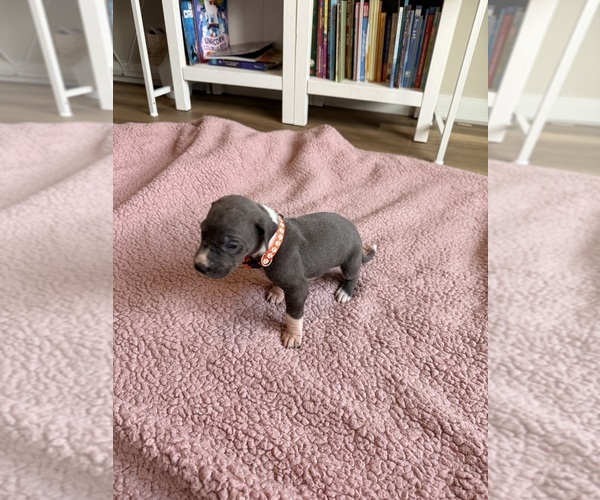 Medium Photo #3 Great Dane Puppy For Sale in BLYTHEWOOD, SC, USA