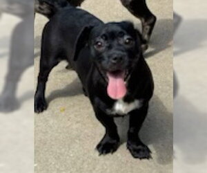 Puggle Dogs for adoption in Aurora, IL, USA