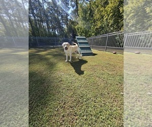 Father of the Labrador Retriever puppies born on 10/26/2025