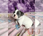 Small #10 French Bulldog