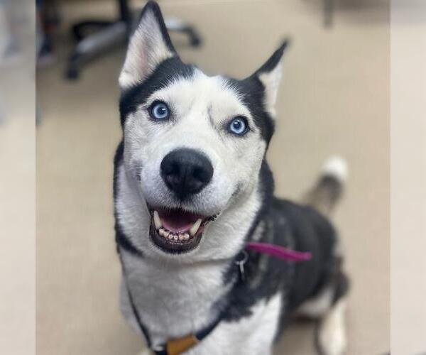 Medium Photo #1 Siberian Husky Puppy For Sale in Aurora, CO, USA