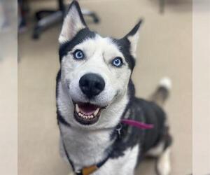 Siberian Husky Dogs for adoption in Aurora, CO, USA