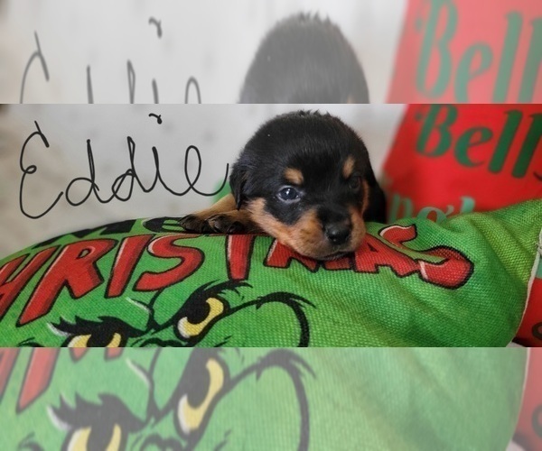 Medium Photo #4 Rottweiler Puppy For Sale in GENEVA, NY, USA