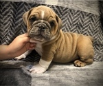 Small Photo #10 English Bulldog Puppy For Sale in MILTON, FL, USA
