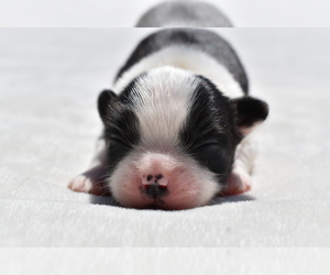 Shih Aussie Puppy for sale in PALM COAST, FL, USA