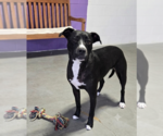 Small #1 Labrador Retriever Mix