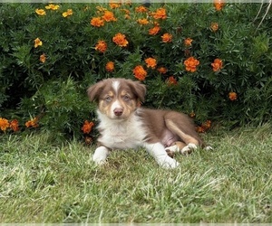 Medium Border Collie