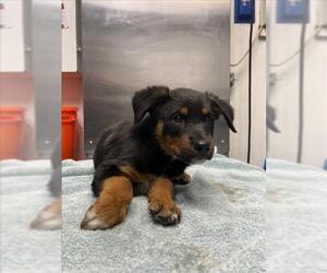 Rottweiler-Unknown Mix Dogs for adoption in Woodland, CA, USA