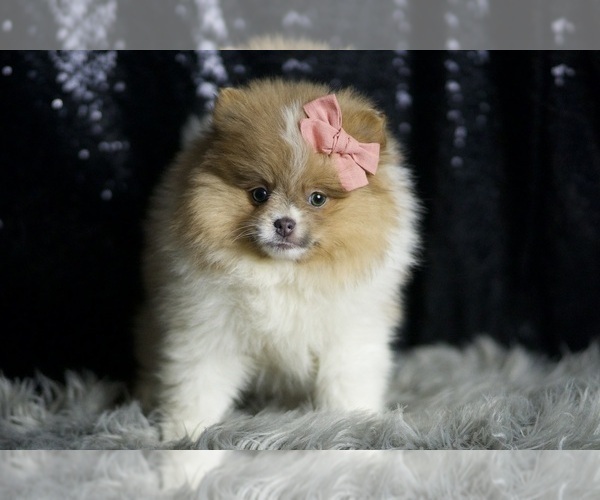 Medium Photo #20 Pomeranian Puppy For Sale in WARSAW, IN, USA