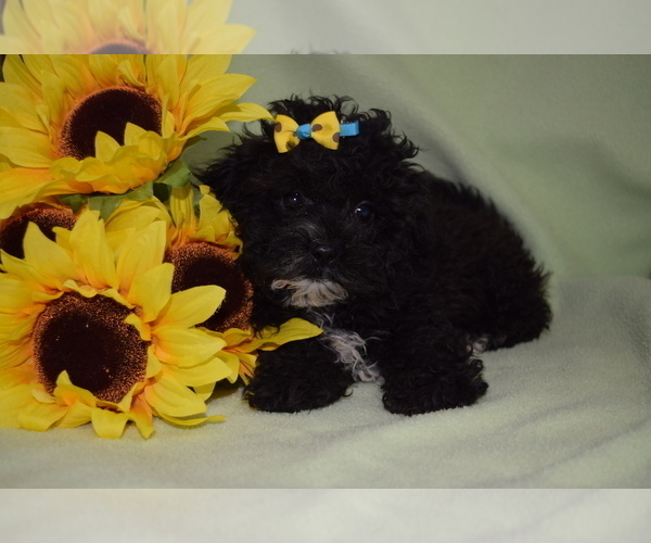 Medium Photo #1 ShihPoo Puppy For Sale in BARNESVILLE, KS, USA