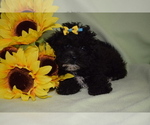 Small Photo #1 ShihPoo Puppy For Sale in BARNESVILLE, KS, USA