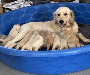 Mother of the English Cream Golden Retriever puppies born on 06/03/2025
