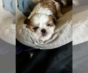 Zuchon Puppy for sale in PORTLAND, OR, USA