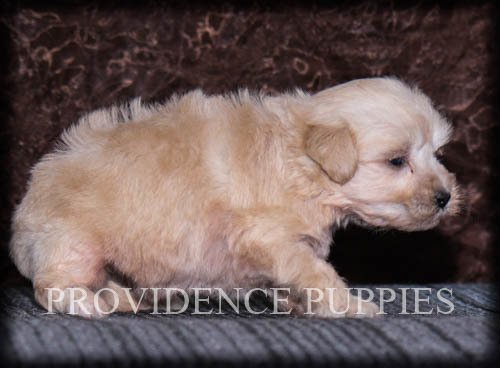 Medium Photo #4 Poovanese Puppy For Sale in COPPOCK, IA, USA