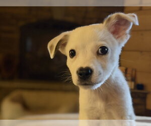 Jack Russell Terrier-Unknown Mix Dogs for adoption in Ball Ground, GA, USA