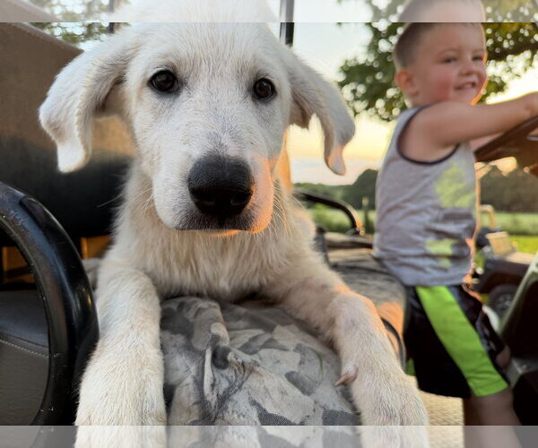 Medium Photo #2 Labrenees Puppy For Sale in Rockaway, NJ, USA