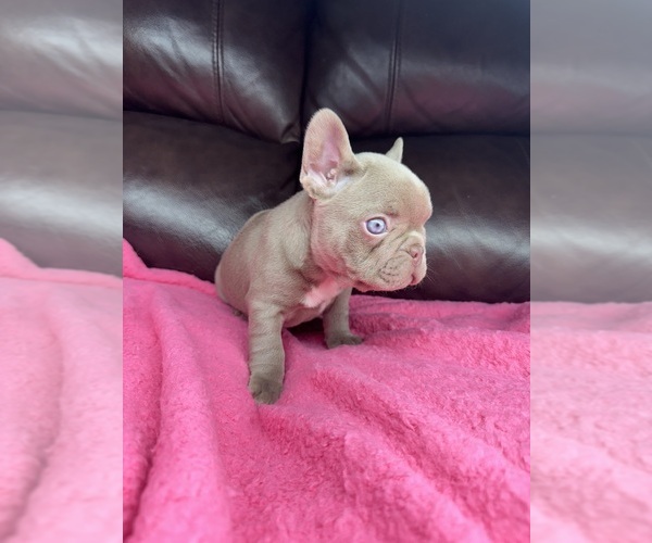 Medium Photo #3 French Bulldog Puppy For Sale in SACRAMENTO, CA, USA