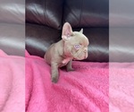 Small #2 French Bulldog
