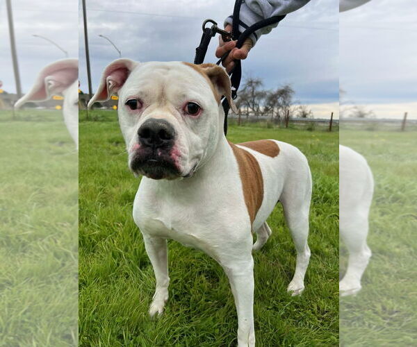 Medium Photo #2 American Bulldog-Unknown Mix Puppy For Sale in Woodland Hills, CA, USA