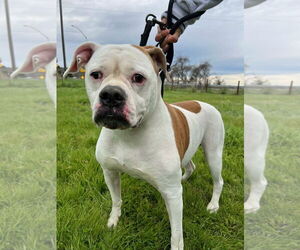 BELLA - Female American Bulldog-Unknown Mix Dog for Adoption - Photo #2
