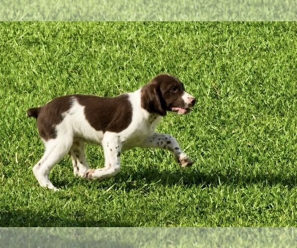 Medium Photo #3 Brittany Puppy For Sale in ORRUM, NC, USA