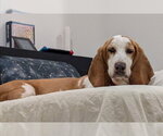 Small #7 Basset Hound