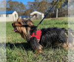 Small #3 Mutt
