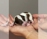Small #1 Bernedoodle (Miniature)