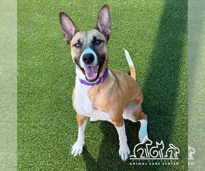 DAISY MAY - Female Basenji-German Shepherd Dog Mix Dog for Adoption - Photo #2