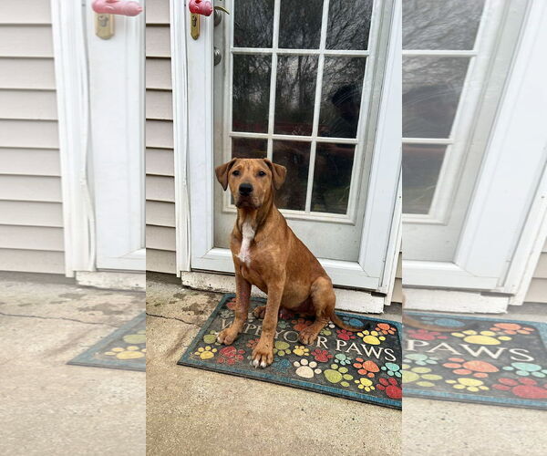 Medium Photo #3 American Staffordshire Terrier-Unknown Mix Puppy For Sale in Holly Springs, NC, USA