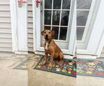 Small #2 American Staffordshire Terrier Mix