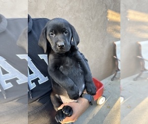 Labrador Retriever Puppy for sale in SAN JOSE, CA, USA