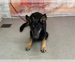 Small German Shepherd Dog